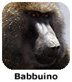 Babbuino